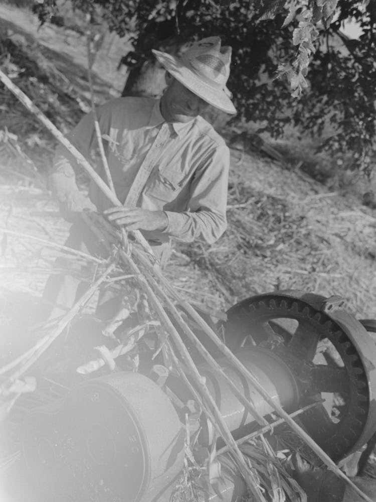 Untitled Photo, Possibly Related To Stripping Sorghum Prior To Crushing,Sorghum Mill At Lake Dick Project