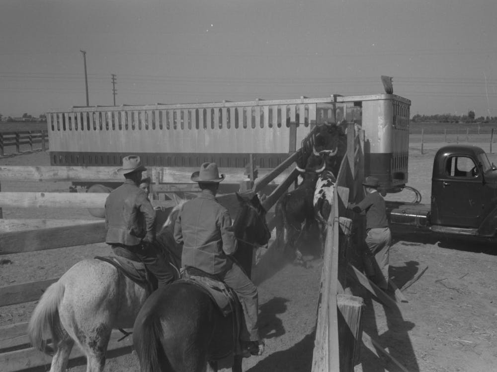 Brawley, California, Loading Cattle Into Trailer For Shipment To Market By Russell Lee
