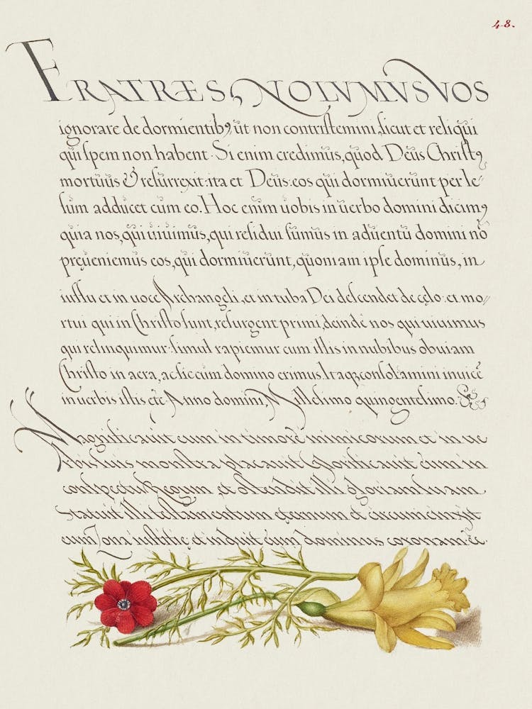 Pheasant S Eye And Buttercup From Mira Calligraphiae Monumenta, Joris Hoefnagel