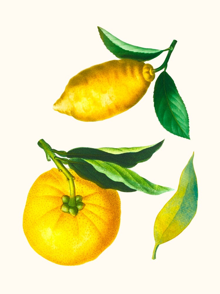 Lemons 1