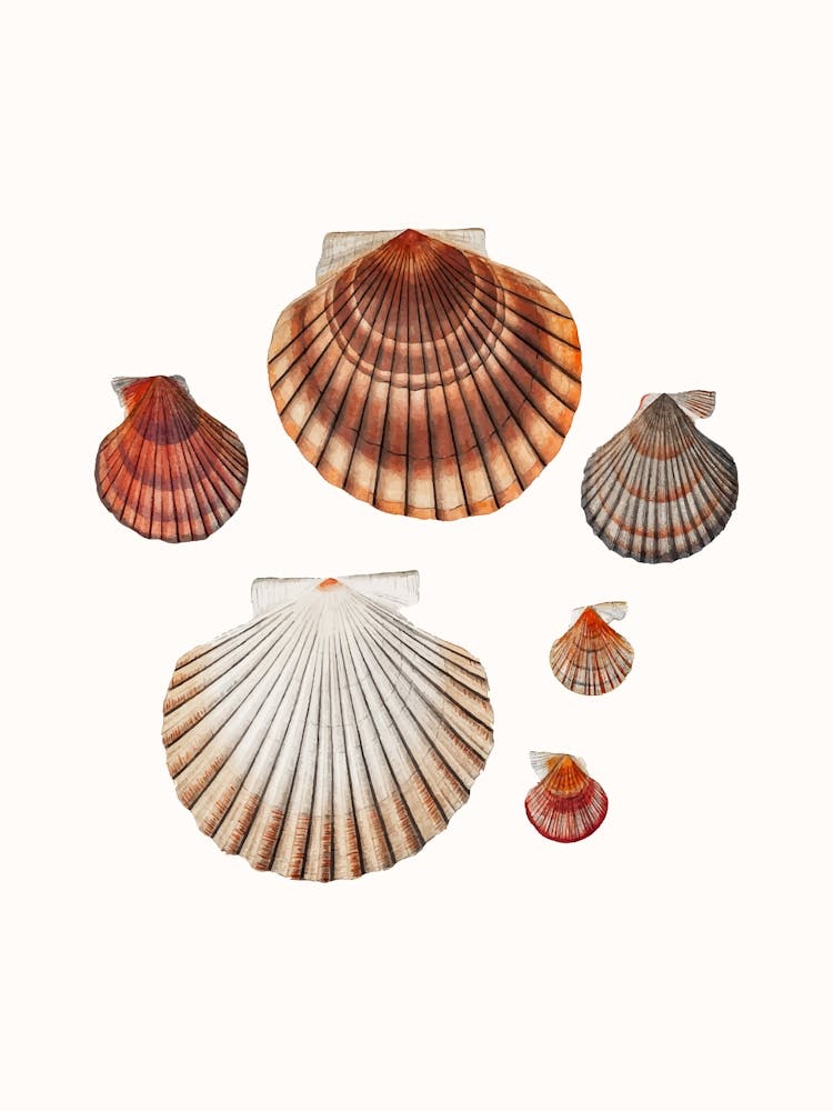 Seashells Poster
