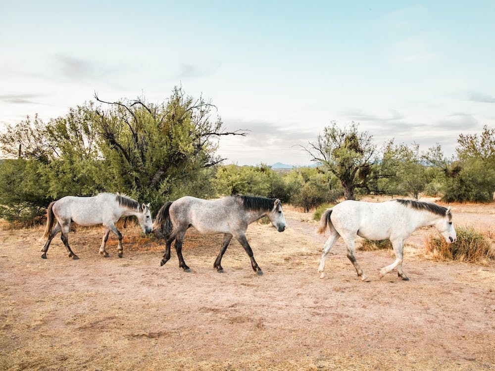Ariozna Wild Horses