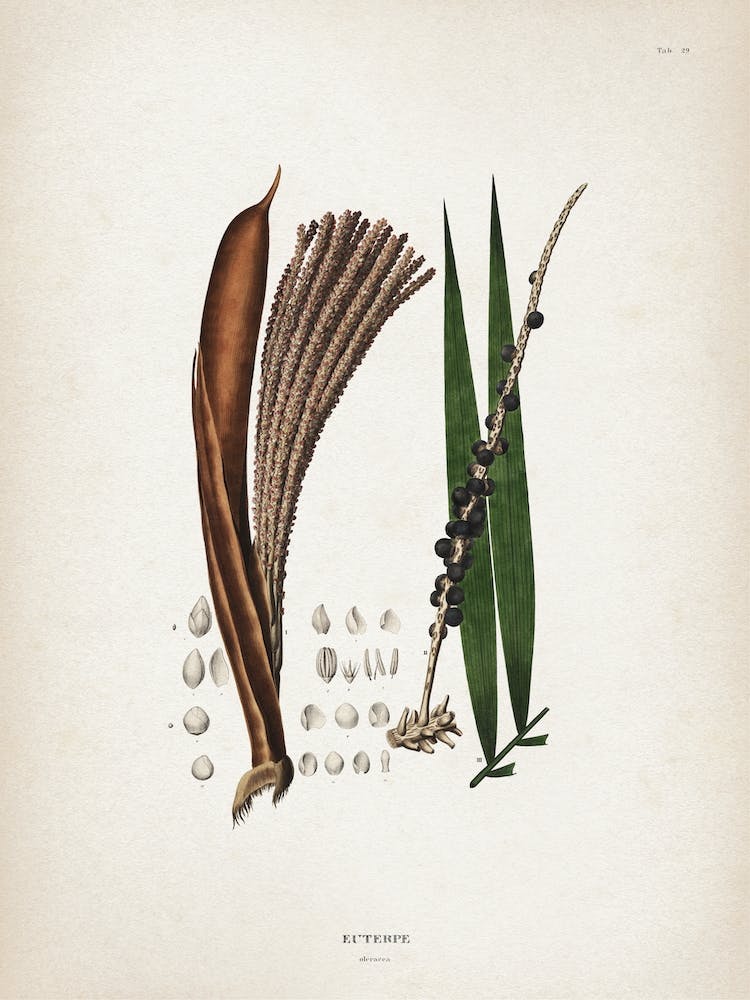Vintage Martius 6 Euterpe Oleracea