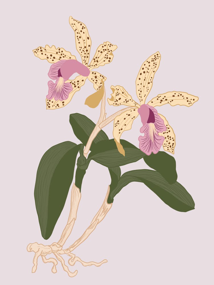 Botanical illustration - Orchids in pink background - Into the garden