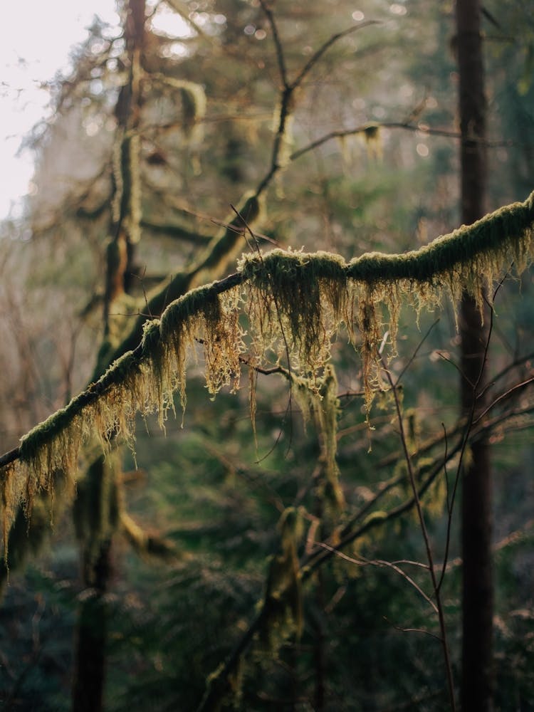Hanging Moss