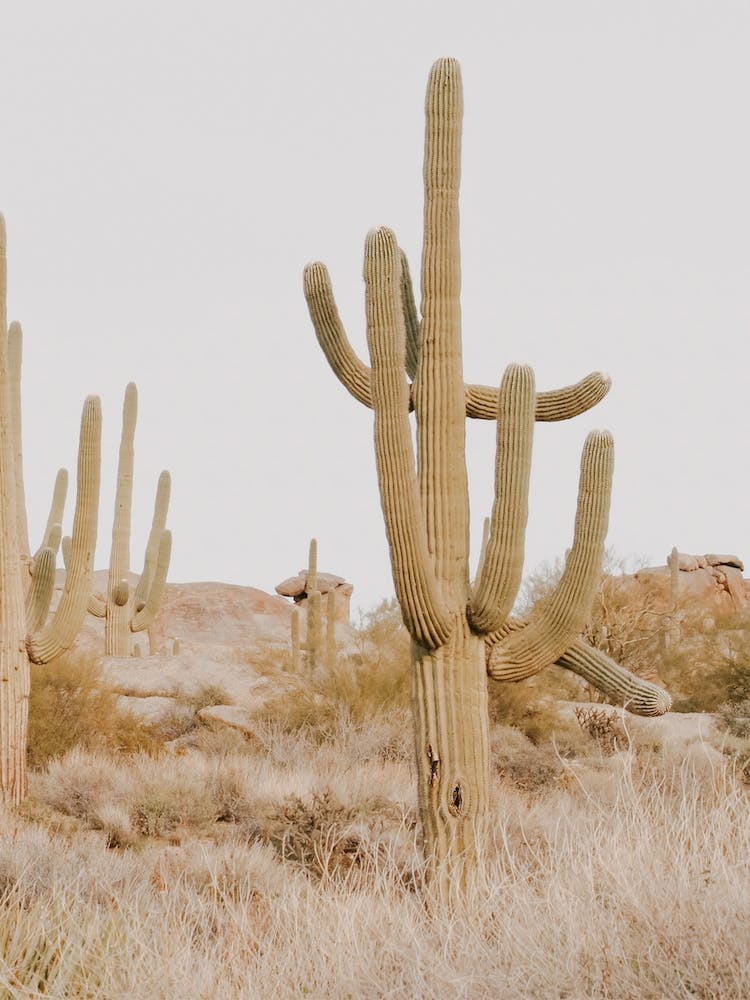 Saguaro Desert Sunset