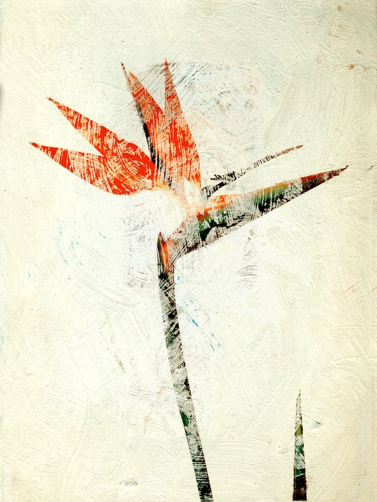 Bird Of Paradise