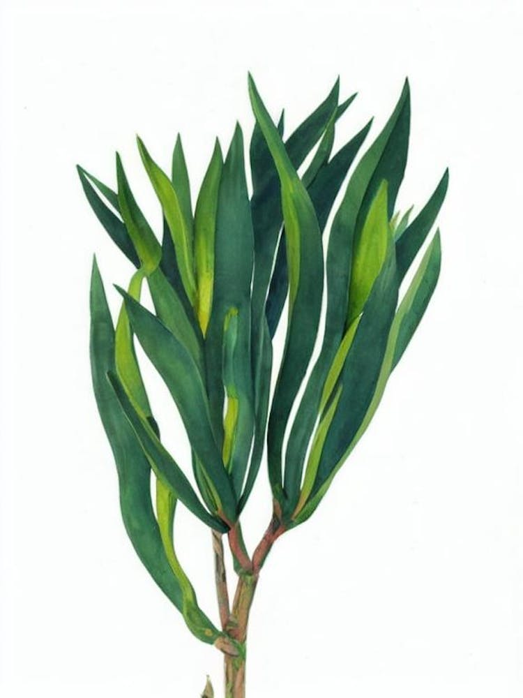Parlor Palm (Chamaedorea Elegans) Watercolor