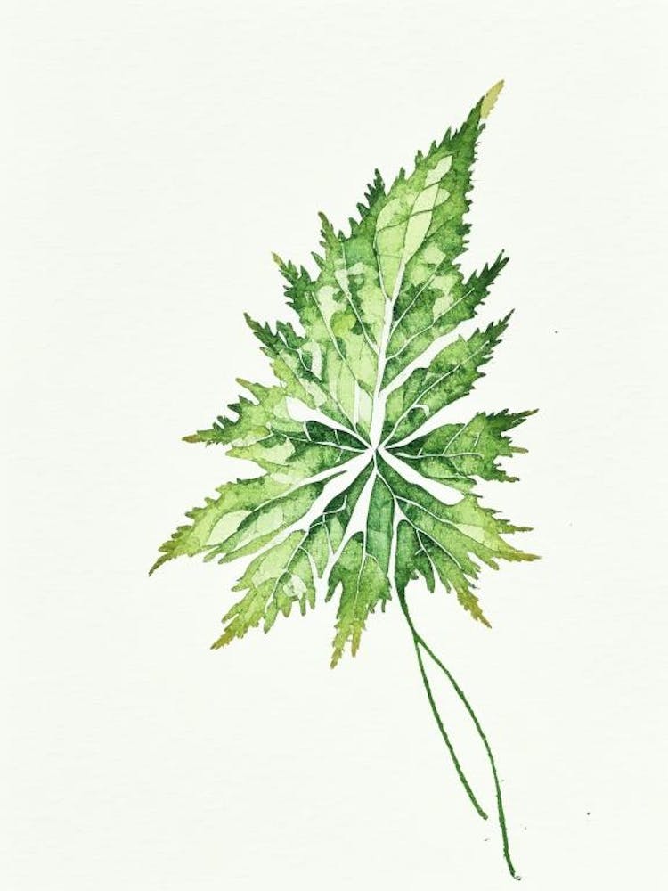 Brennnesselblatt Minimalistisches Aquarell 2