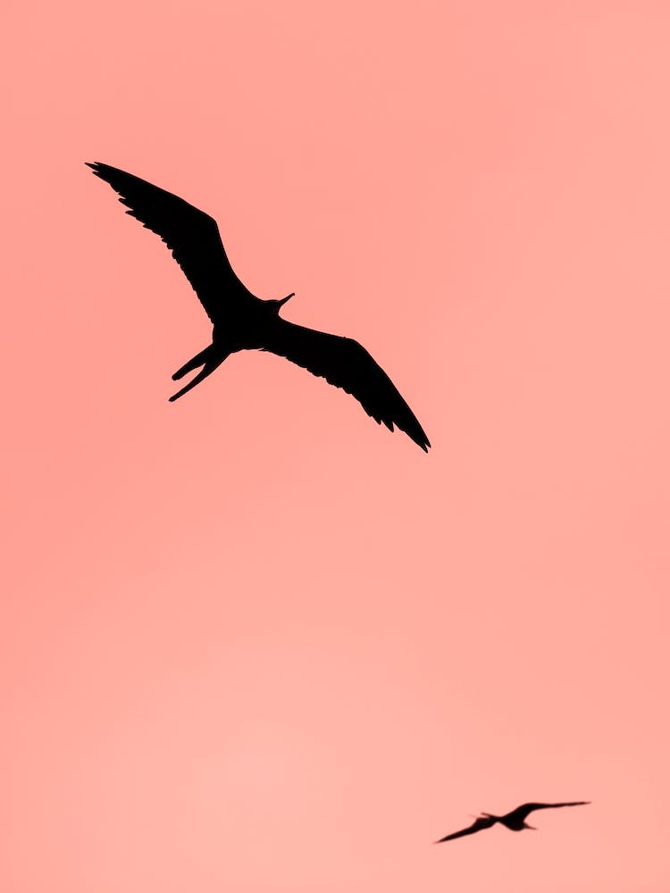 Two Birds 2