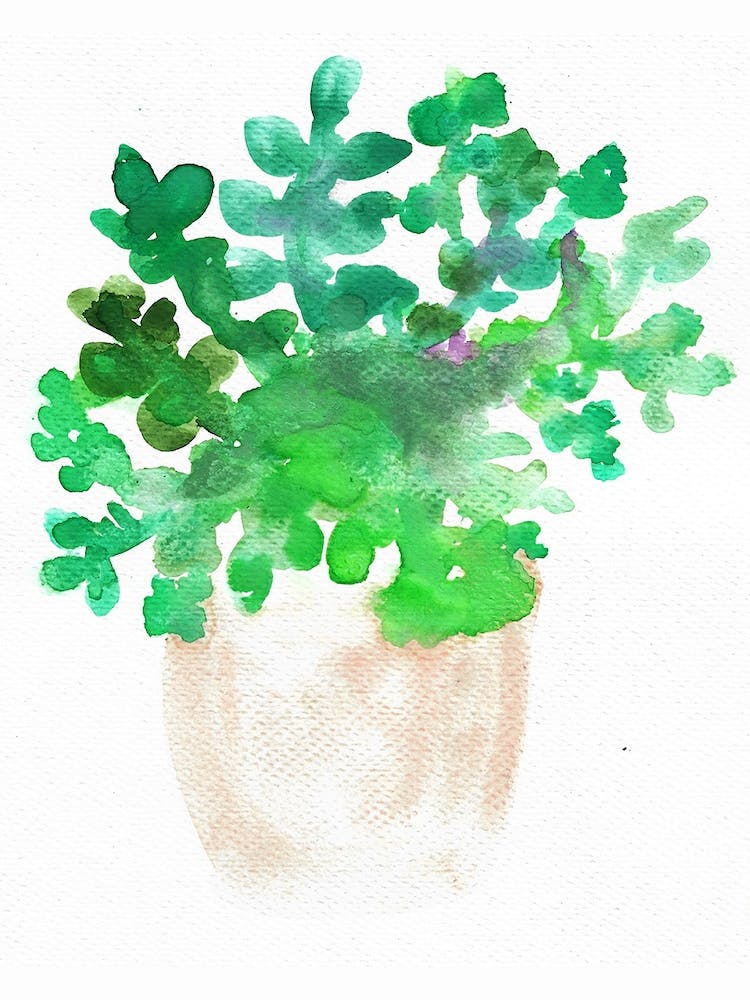 Succulent 5