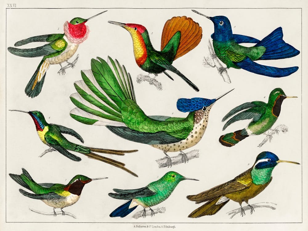 Collection Of Various Birds, Oliver Goldsmith