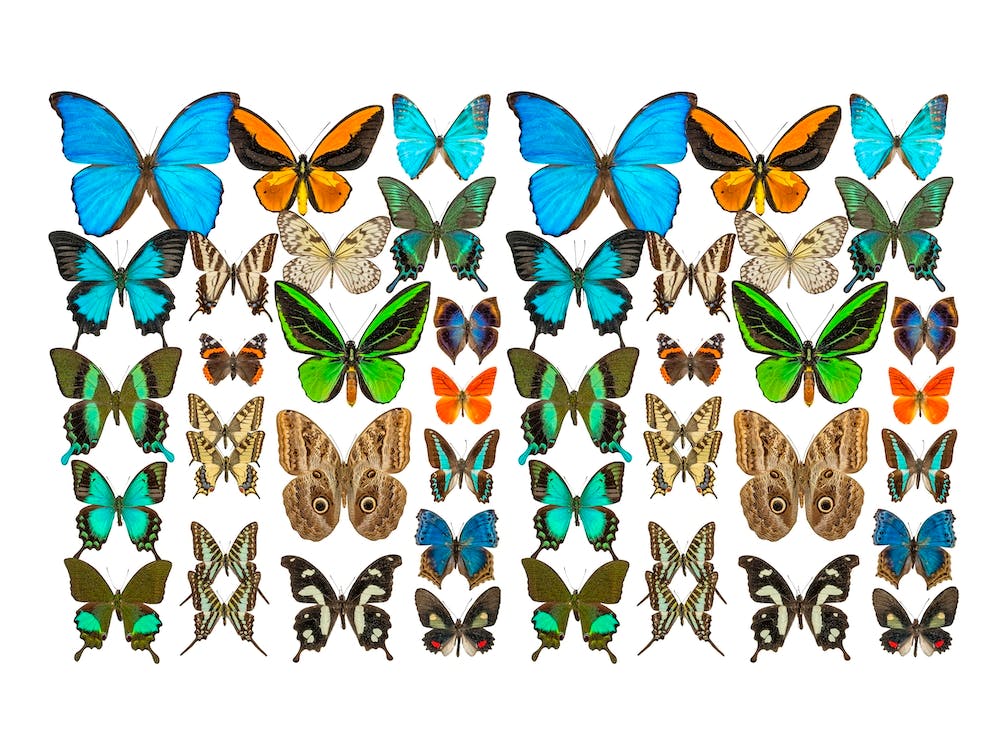 Butterfly Collection