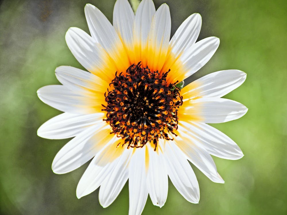 Fleur 3