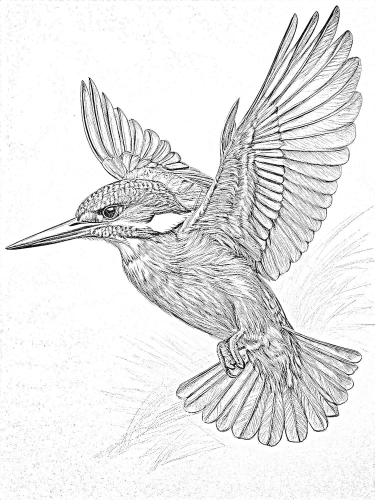 Kingfisher Pencil Black And White