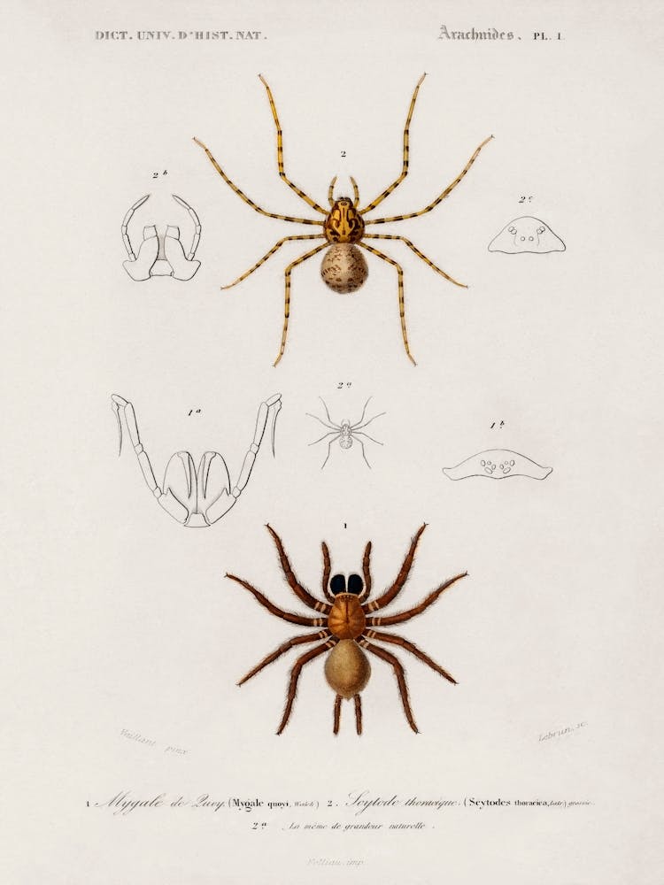 Different Types Of Spiders, Charles Dessalines D' Orbigny