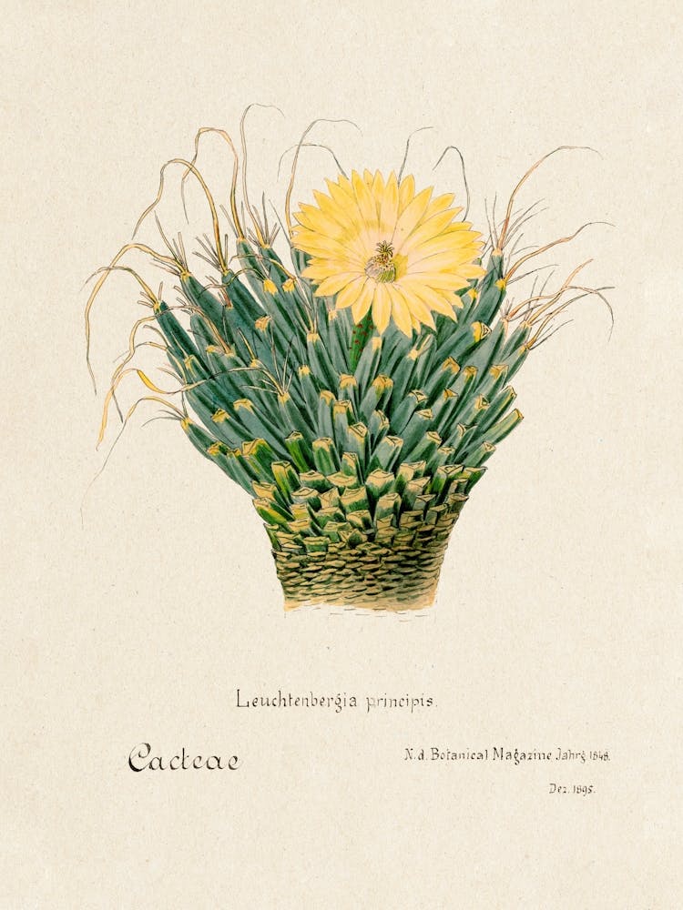 Agave Cactus, Familie Der Cacteen