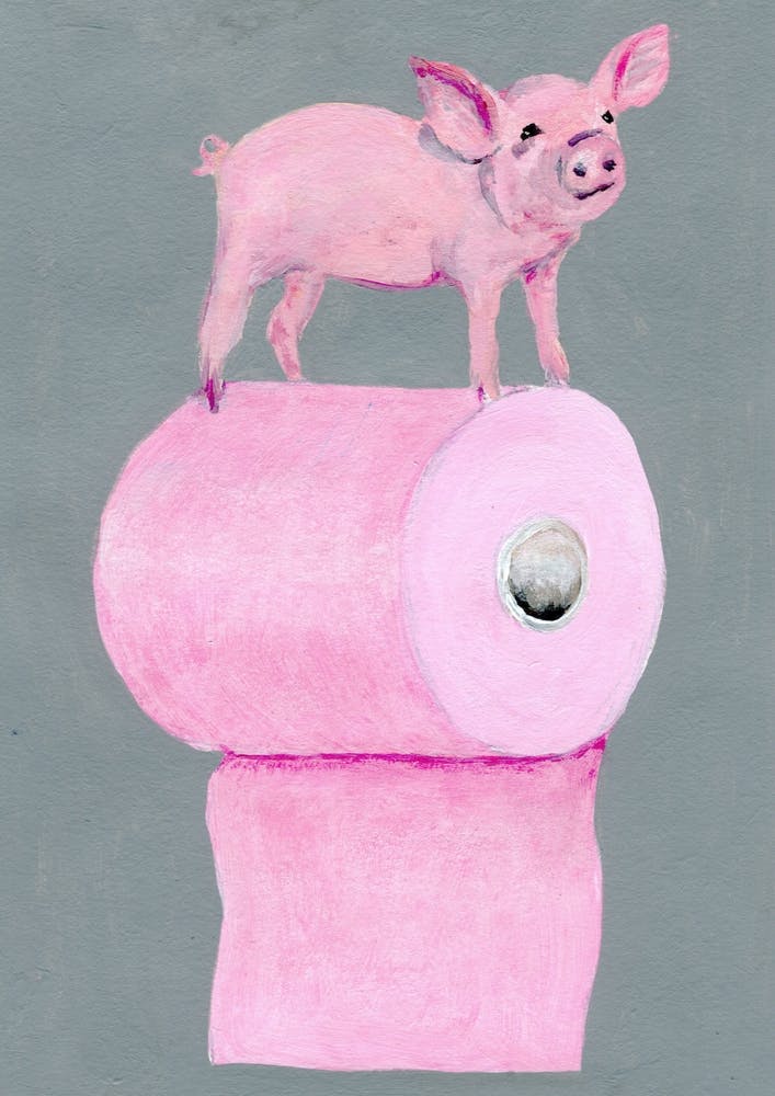 Pig On Toilet Paper