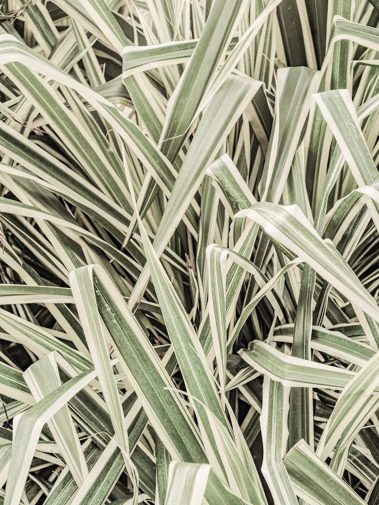 Jazzy Jungle