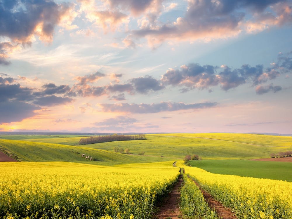Green Field Sunset Sky