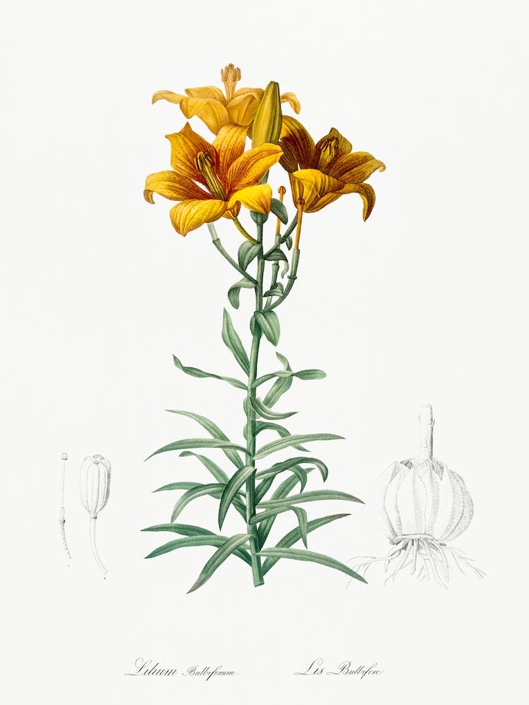 Fire Lily Illustration From Les Liliacées, Pierre Joseph Redouté