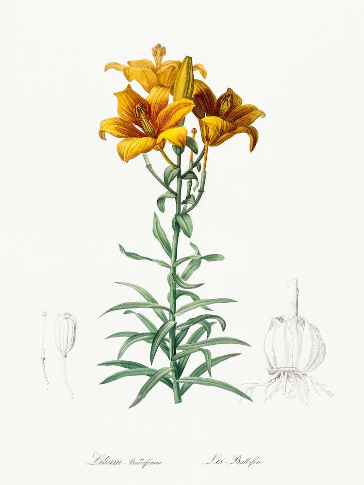Fire Lily Illustration From Les Liliacées, Pierre Joseph Redouté