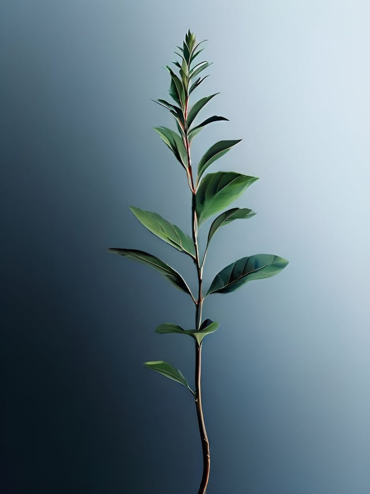 Eukalyptus 1
