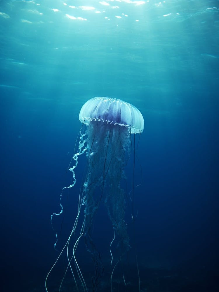 Sea Nettle Jellyfish Ocean Realistic 3