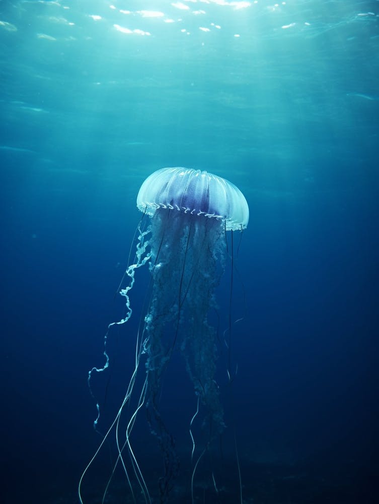 Sea Nettle Jellyfish Ocean Realistic 3