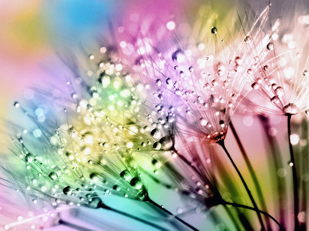Rainbow Dandelion