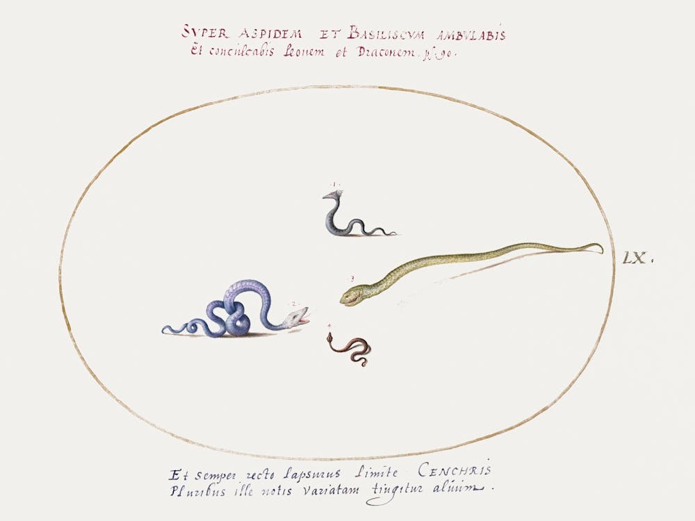 Four Small Snakes (1575–1580), Joris Hoefnagel