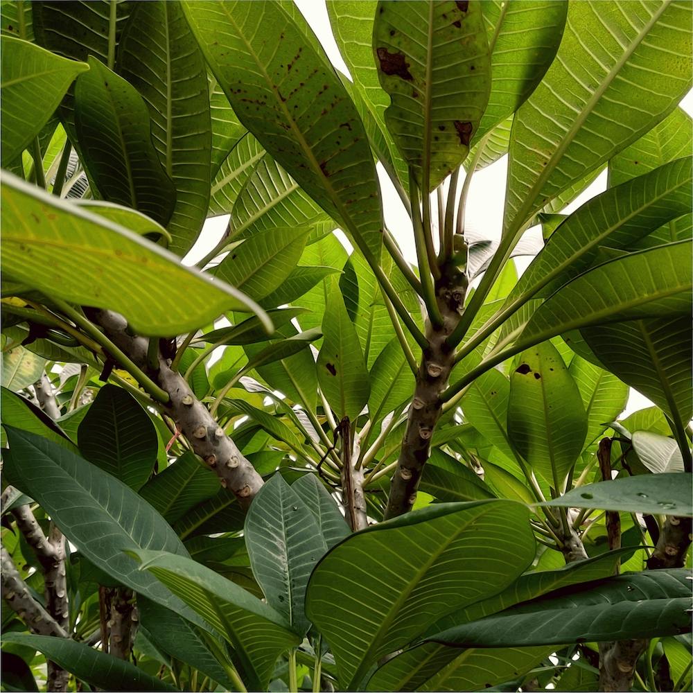 Botany II