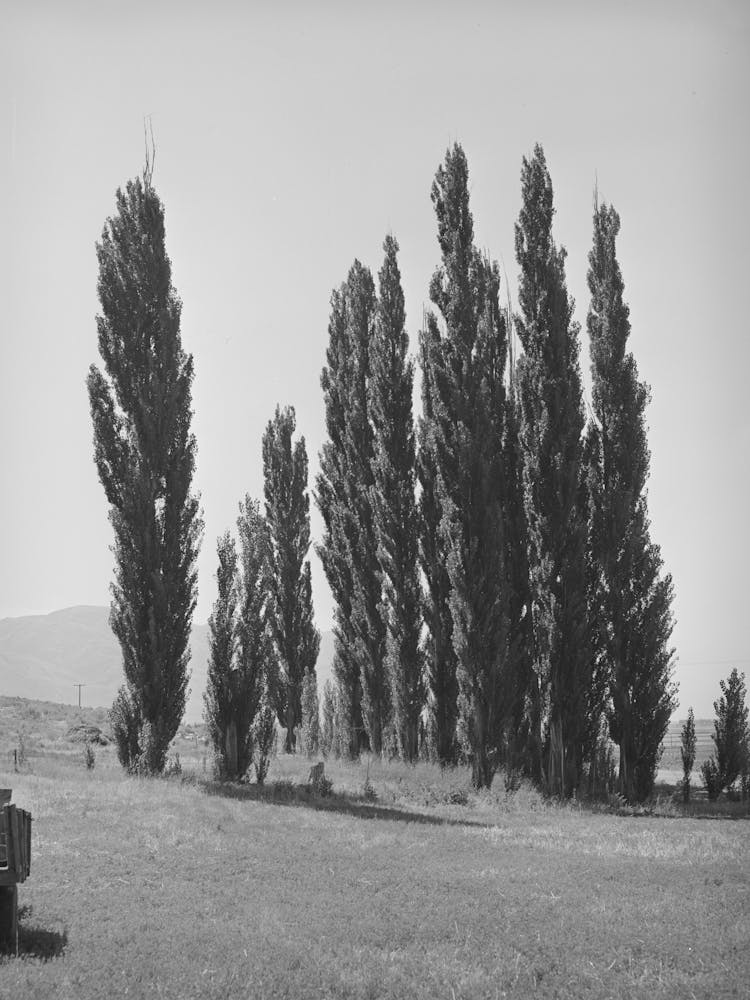 Lombardy Poplars, Box Elder County, Utah By Russell Lee