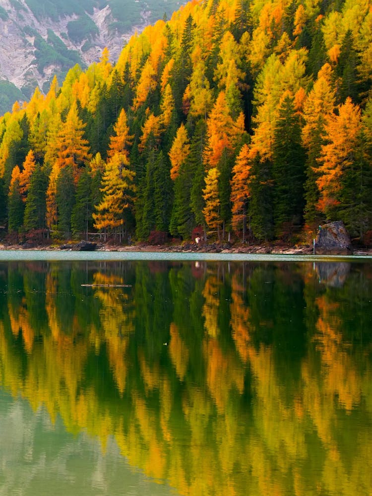 Herbstbäume spiegeln sich in einem See 1