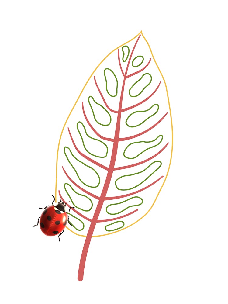 Marienkäfer auf Blatt