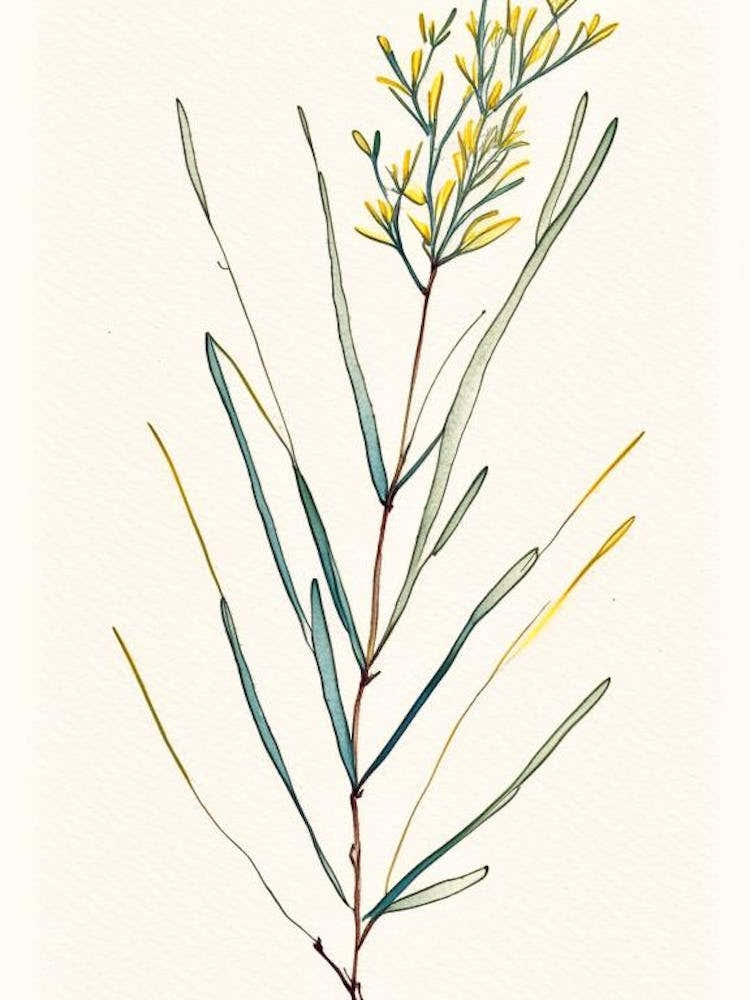 Ephedra Herb Minimalist Watercolour 1