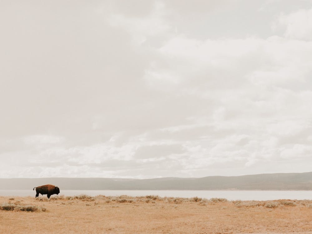 Open Range Bison
