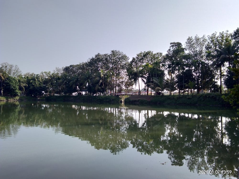 Tress beside a river creating a beautiful scenery in between blue sky