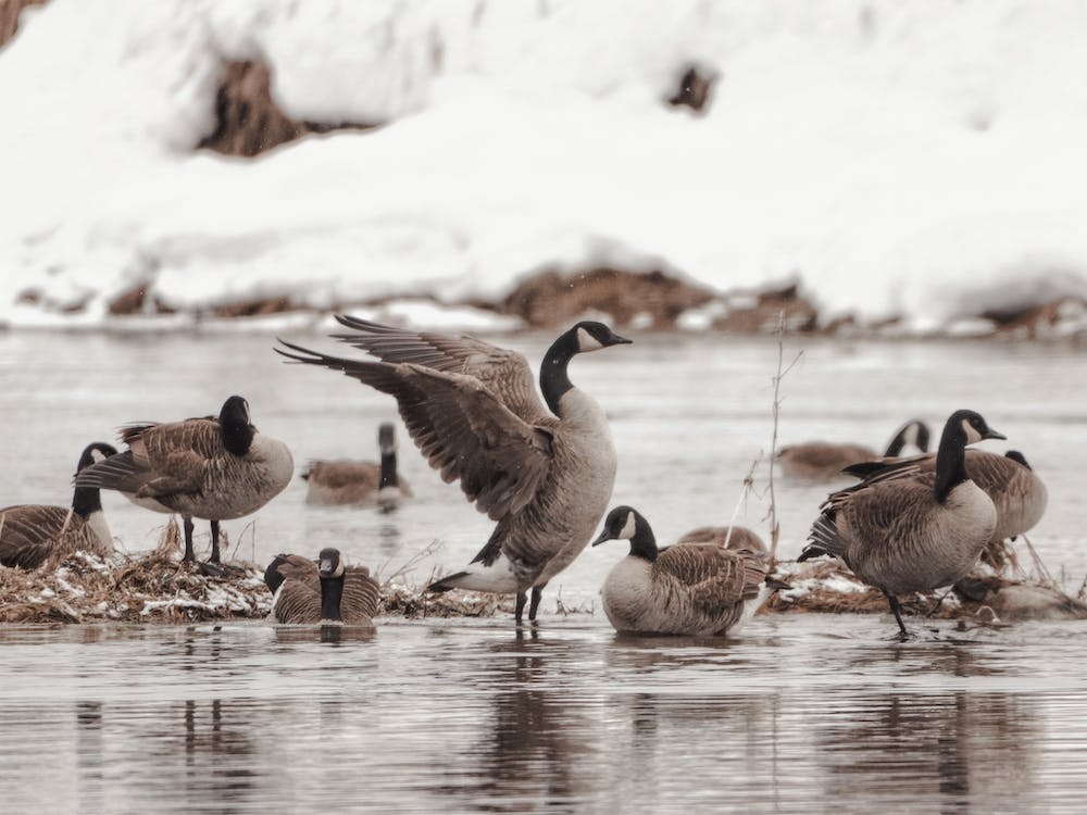 Canadian Geese In Winter