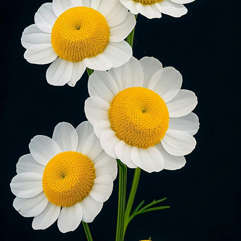 Daisy