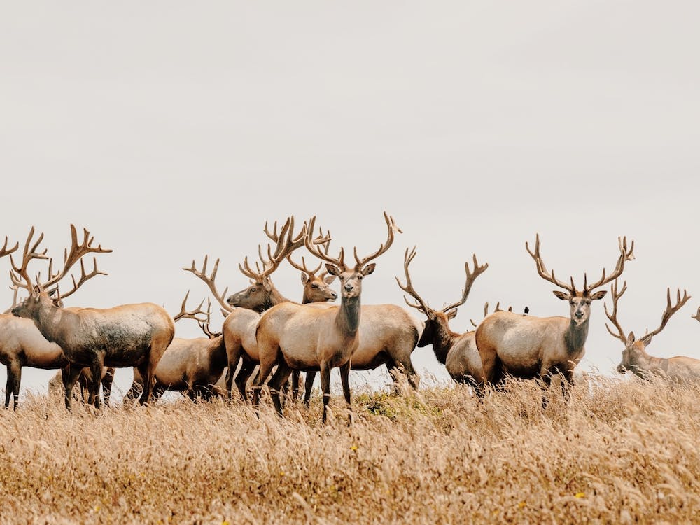 Herd Of Elk