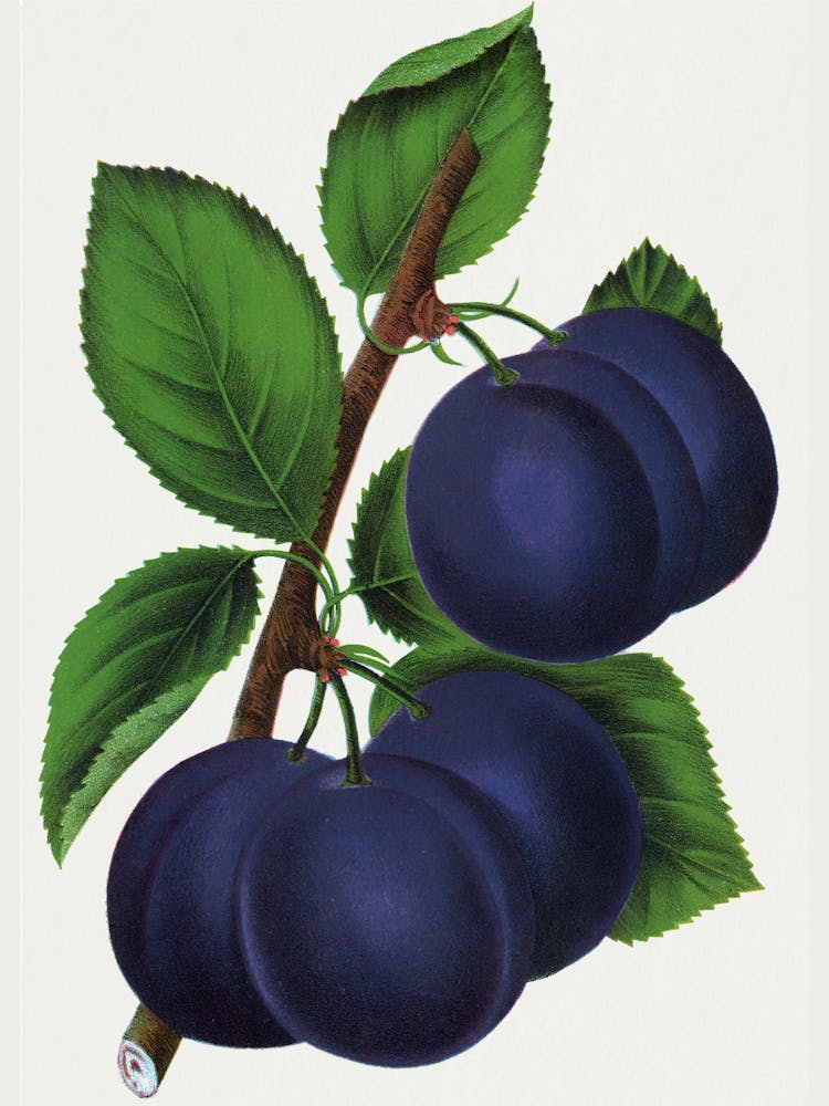 Plums