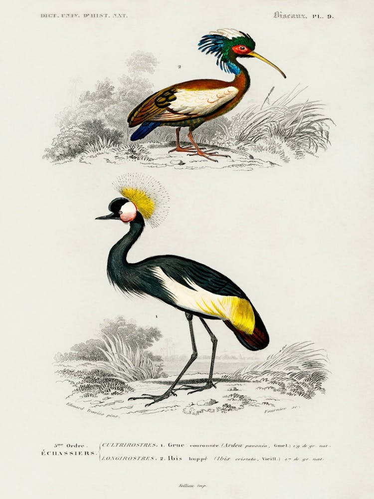 Different Types Of Birds, Charles Dessalines D'Orbigny 30