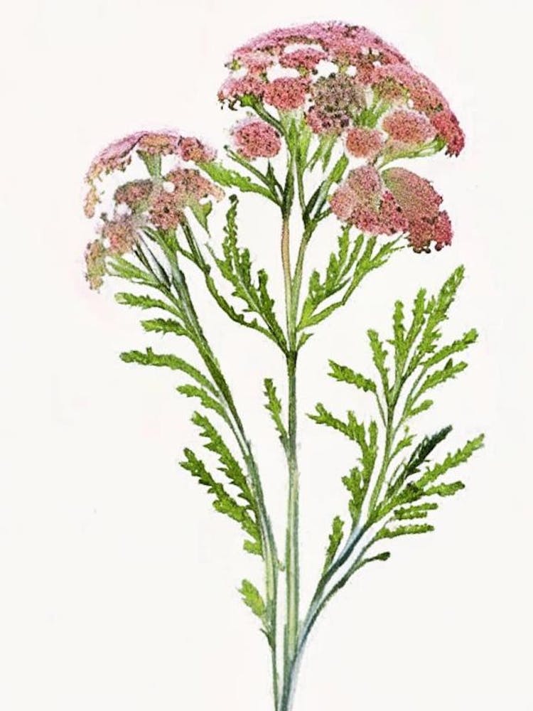 Yarrow Wildflower Watercolour