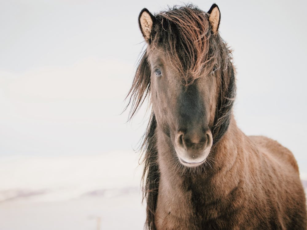 Shaggy Brown Horse
