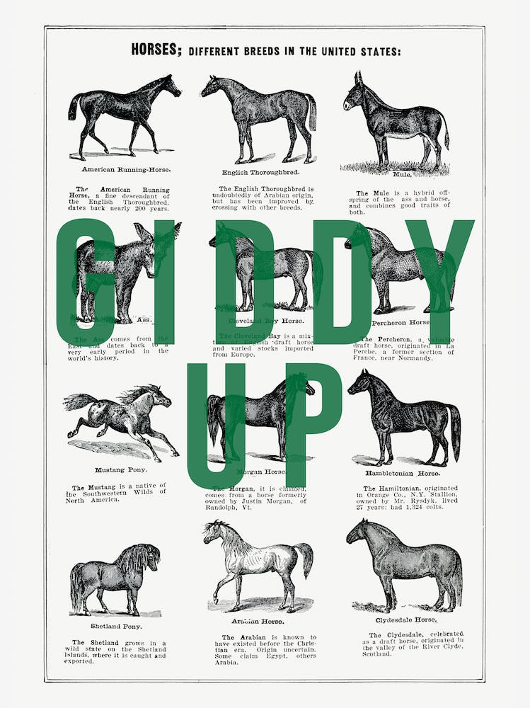 Giddy Up