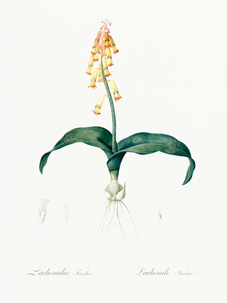 Lachenalia Tricolor Illustration From Les Liliacées (1805), Pierre Joseph Redoute