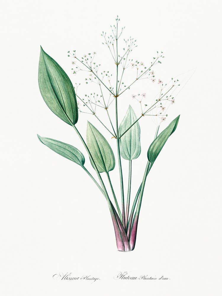 European Water Plantain, Pierre Joseph Redoute