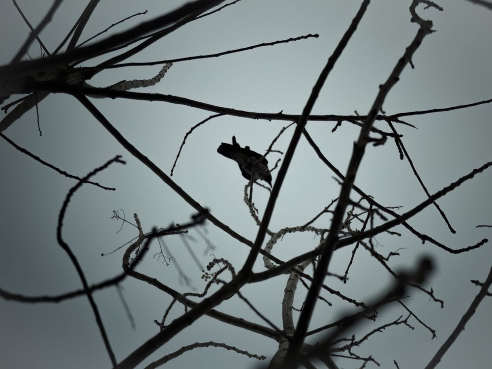 Crow On Tree Branches