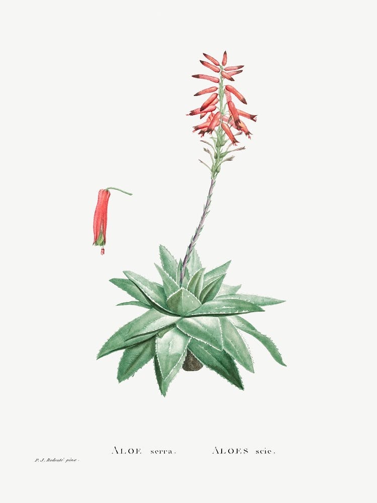 Aloe Serra, Pierre Joseph Redoute
